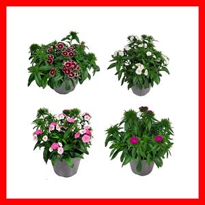 Afbeelding van Ej Dianthus P19 Divers